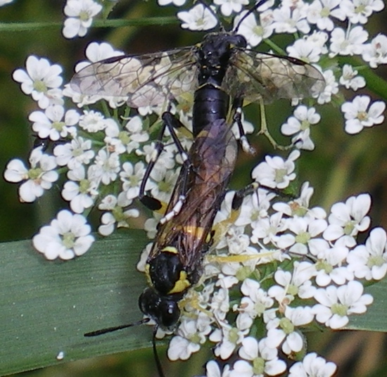 Macrophya montana!! In copula